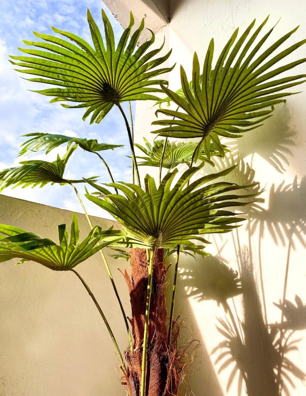 Pollyanna Fan Palm - 190cm For Sale