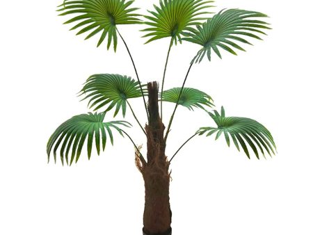 Pollyanna Fan Palm - 190cm For Sale