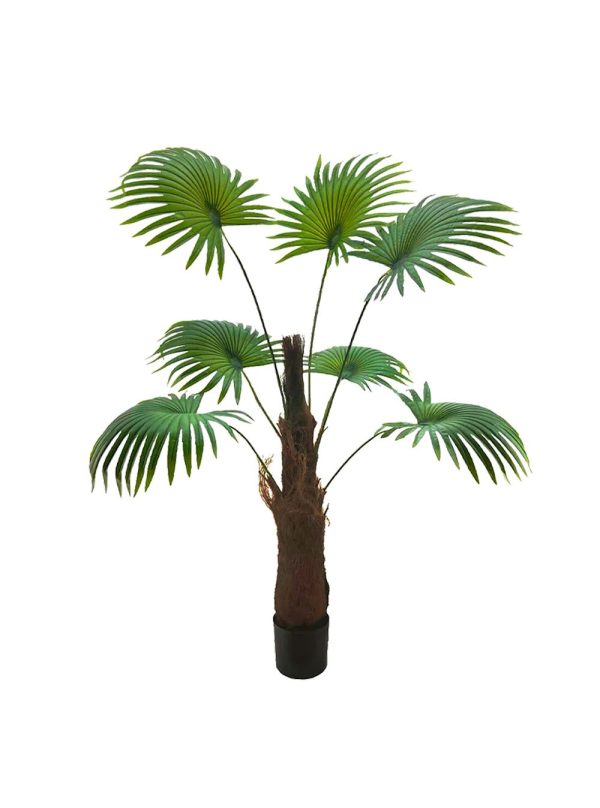 Pollyanna Fan Palm - 190cm For Sale