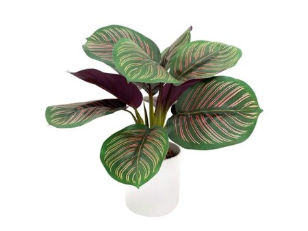 Pollyanna Mini Calathea Plant For Discount