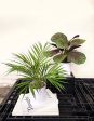 Pollyanna Mini Fern Bush Cheap